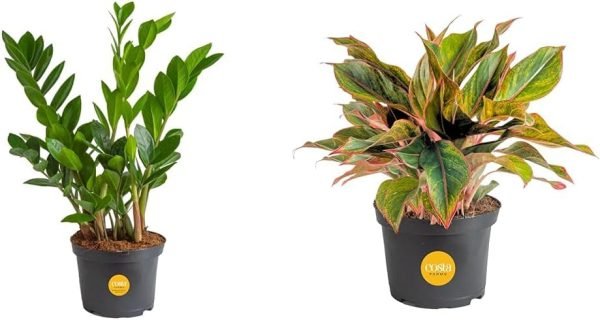 Live Indoor Houseplant in Modern Decor Planter, Natural Air Purifier in Potting Soil, Gift for Plant Lovers, Birthday Gift, Tabletop Living Room Decor, Desk Decor, 12-Inches Tall