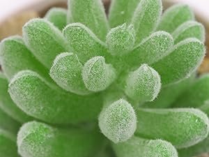 artificial succulents for home decor indoor fake succulent plants fake plants artificial plants