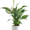 71-SQRV7auL._AC_SL1500 Peace Lily, Live Indoor Plant with Flowers, Easy to Grow Houseplant in Decorative Pot, Potting Soil, Thinking of You, Get Well Soon Gift, Room Decor, 1 Foot Tall