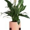 71-csfeoaWL._AC_SL1500 Peace Lily, Live Indoor Plant with Flowers, Easy to Grow Houseplant in Decorative Pot, Potting Soil, Thinking of You, Get Well Soon Gift, Room Decor, 1 Foot Tall