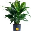 71-xEMA4dwL._AC_SL1500 Peace Lily, Live Indoor Plant with Flowers, Easy to Grow Houseplant in Decorative Pot, Potting Soil, Thinking of You, Get Well Soon Gift, Room Decor, 1 Foot Tall