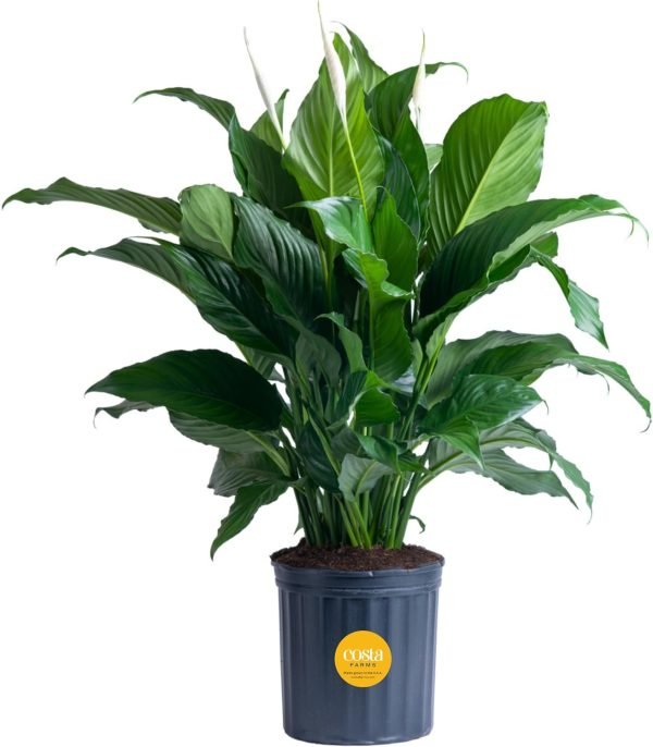 71-xEMA4dwL._AC_SL1500 Peace Lily, Live Indoor Plant with Flowers, Easy to Grow Houseplant in Decorative Pot, Potting Soil, Thinking of You, Get Well Soon Gift, Room Decor, 1 Foot Tall