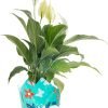 718KTkI2P-L._AC_SL1500 Peace Lily, Live Indoor Plant with Flowers, Easy to Grow Houseplant in Decorative Pot, Potting Soil, Thinking of You, Get Well Soon Gift, Room Decor, 1 Foot Tall