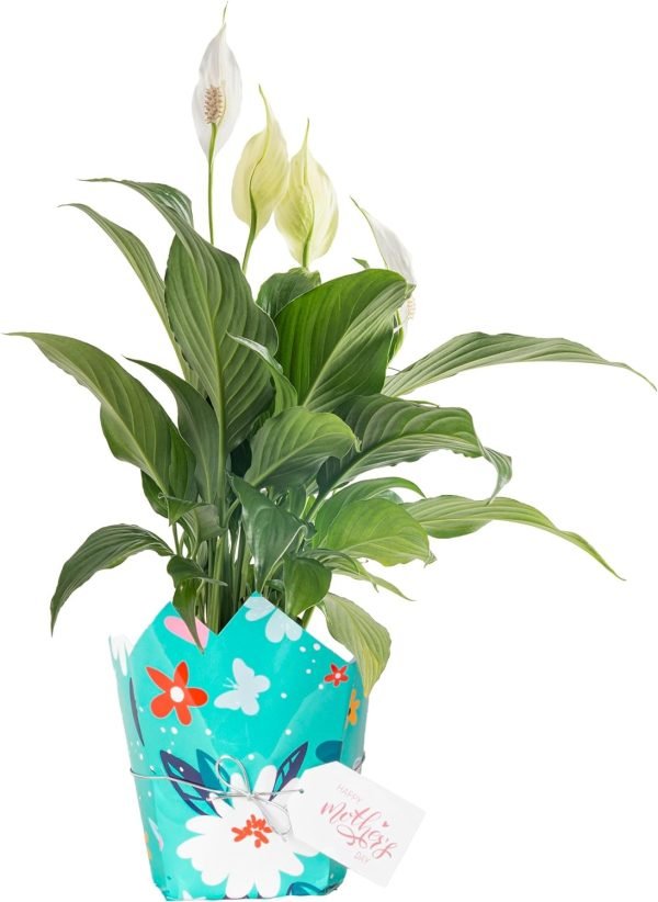 718KTkI2P-L._AC_SL1500 Peace Lily, Live Indoor Plant with Flowers, Easy to Grow Houseplant in Decorative Pot, Potting Soil, Thinking of You, Get Well Soon Gift, Room Decor, 1 Foot Tall