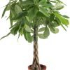 Money Tree, Easy to Grow Live Indoor Plant, Bonsai Houseplant in Ceramic Planter Pot, Potting Soil, Home Décor, Gardening, Birthday, Housewarming, 12-16 Inches Tall