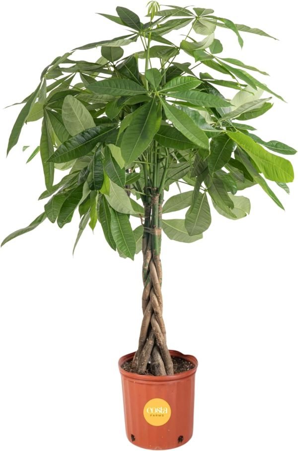 Money Tree, Easy to Grow Live Indoor Plant, Bonsai Houseplant in Ceramic Planter Pot, Potting Soil, Home Décor, Gardening, Birthday, Housewarming, 12-16 Inches Tall