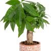 Money Tree, Easy to Grow Live Indoor Plant, Bonsai Houseplant in Ceramic Planter Pot, Potting Soil, Home Décor, Gardening, Birthday, Housewarming, 12-16 Inches Tall