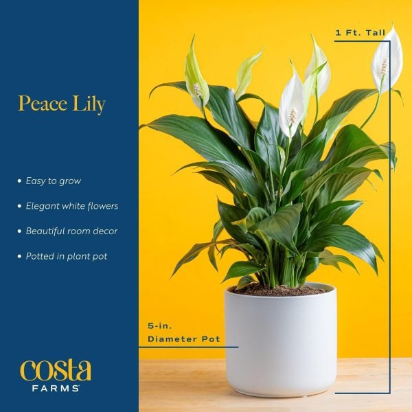 71JsEzasPaL._AC_SL1500 Peace Lily, Live Indoor Plant with Flowers, Easy to Grow Houseplant in Decorative Pot, Potting Soil, Thinking of You, Get Well Soon Gift, Room Decor, 1 Foot Tall
