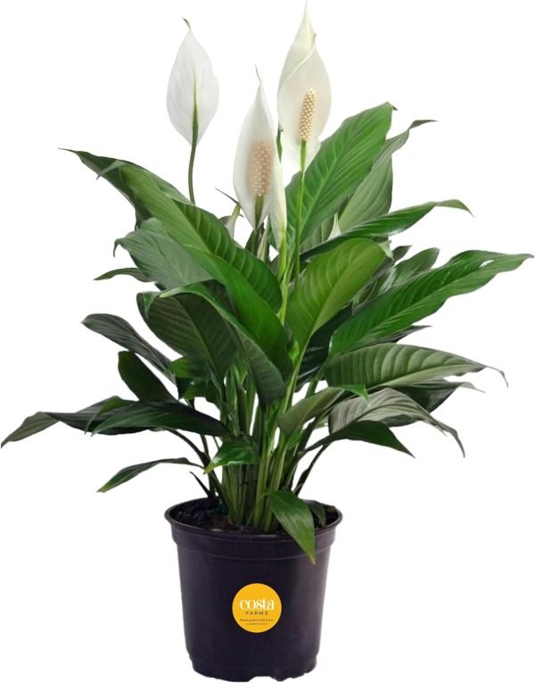 71X1m1xTbSL._AC_SL1500 Peace Lily, Live Indoor Plant with Flowers, Easy to Grow Houseplant in Decorative Pot, Potting Soil, Thinking of You, Get Well Soon Gift, Room Decor, 1 Foot Tall