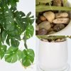 71YzODKWc-L._AC_SL1500 Fake Plants Indoor 8 Inch Artificial Monstera Leaves in Ceramic Pot - Faux Potted Tropical Palm Plant for Home Aesthetic Decor Living Room Shelf Office