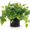 Faux Plants Indoor with Ceramic Pots, Artificial Small Fake Plants with Pothos for Home Decor Fake Potted Plant for Living Room Shelf Home Office Decor（White Ceramic Pot）
