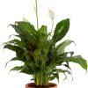 71wyVrXBxGL._AC_SL1500 Peace Lily, Live Indoor Plant with Flowers, Easy to Grow Houseplant in Decorative Pot, Potting Soil, Thinking of You, Get Well Soon Gift, Room Decor, 1 Foot Tall