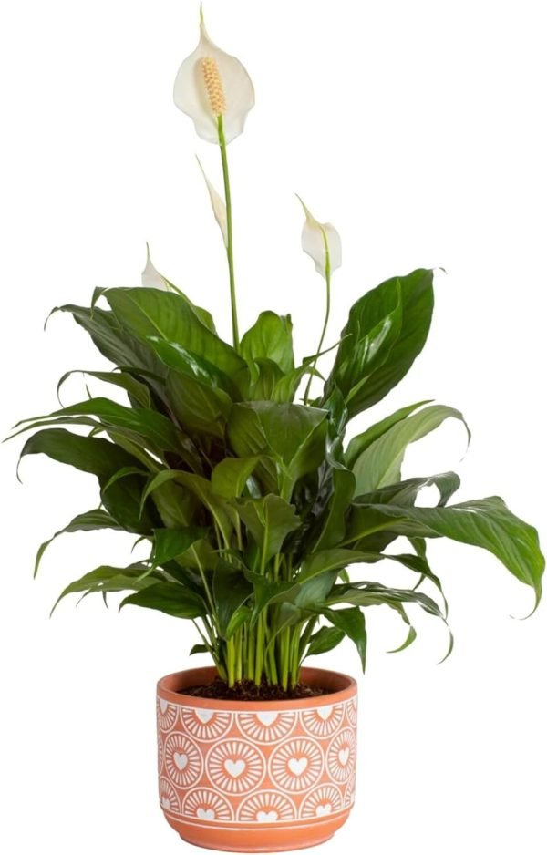 71wyVrXBxGL._AC_SL1500 Peace Lily, Live Indoor Plant with Flowers, Easy to Grow Houseplant in Decorative Pot, Potting Soil, Thinking of You, Get Well Soon Gift, Room Decor, 1 Foot Tall