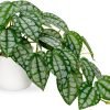 81WoHDWP7dL._AC_SL1500 Fake Plants Indoor 8 Inch Artificial Monstera Leaves in Ceramic Pot - Faux Potted Tropical Palm Plant for Home Aesthetic Decor Living Room Shelf Office