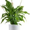 81jEsBi-oJL._AC_SL1500 Peace Lily, Live Indoor Plant with Flowers, Easy to Grow Houseplant in Decorative Pot, Potting Soil, Thinking of You, Get Well Soon Gift, Room Decor, 1 Foot Tall